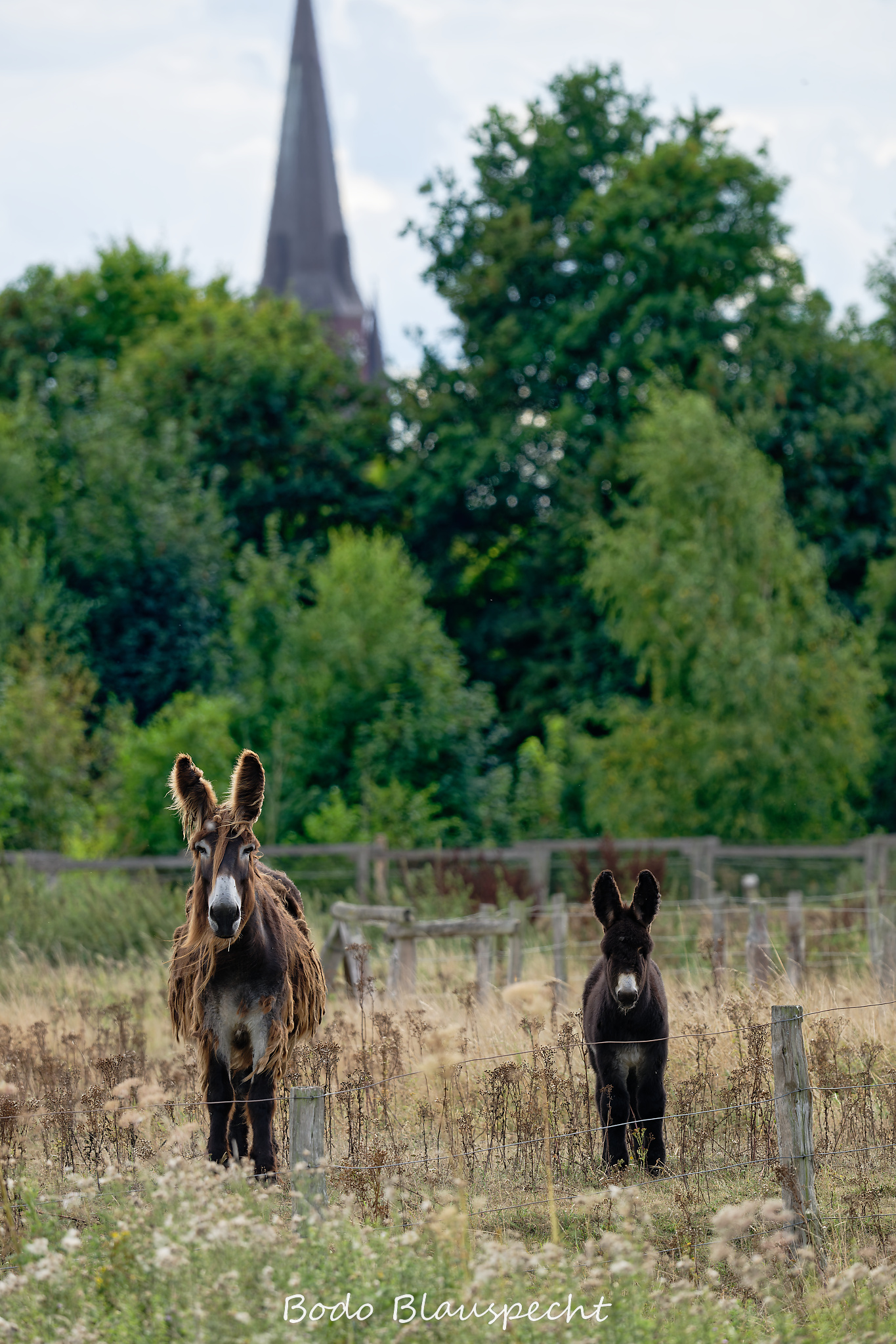 08.23 16.23 40   Poitou Esel   Steveraue WEB